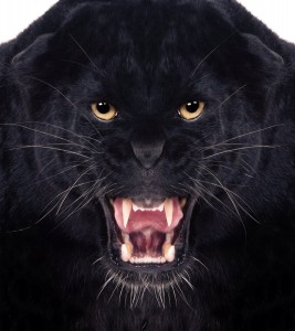 Direct frontal shot of a Black Leopard snarling with isolated background,