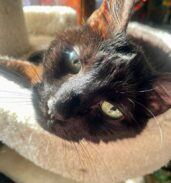 Grizzy looking out from her cat tree